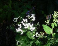ageratina aromitica 10-10a.jpg